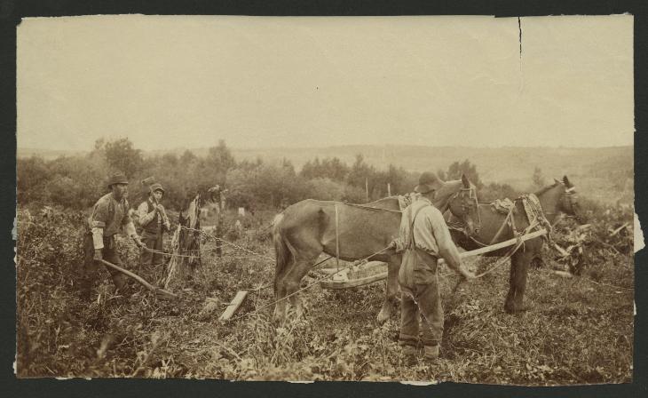 Chevaux tirant des souches d'arbres, Saint-André de Matapédia (aujourd'hui Saint-André-de-Restigouche), QC, vers 1870