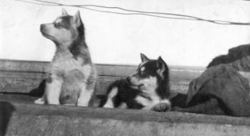Silver and Oscar, Hugh A. Peck's husky pups, on deck of steamer "S.S. Adventure", Churchill, MB, 1909