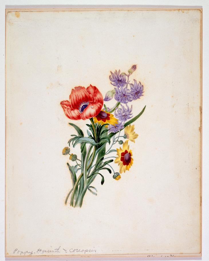 Coquelicot, jacinthe et coréopsis, 1839