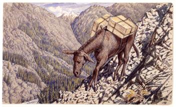 Pack mule in the Rockies, ca. 1862