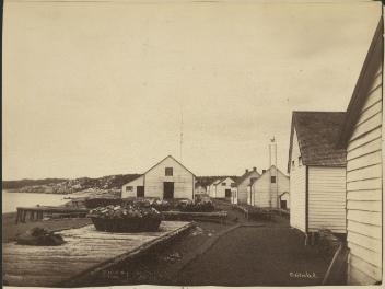 Piles de morue séchée dans une station de pêche à la morue, rivière Sheldrake, QC, vers 1870