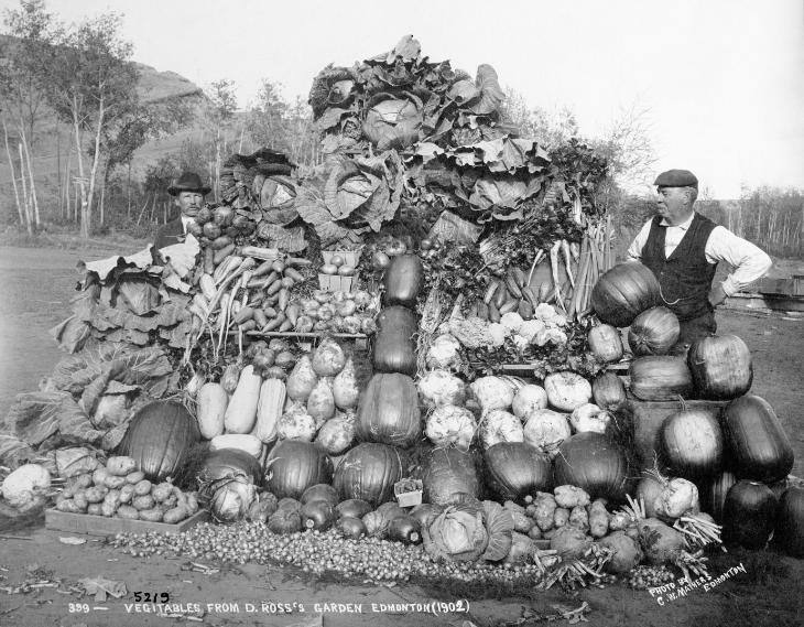 Légumes provenant du jardin de D. Ross, Edmonton, Alb., 1902