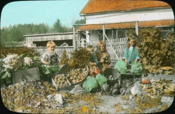 Vegetables, Fort Vermilion, AB, about 1922