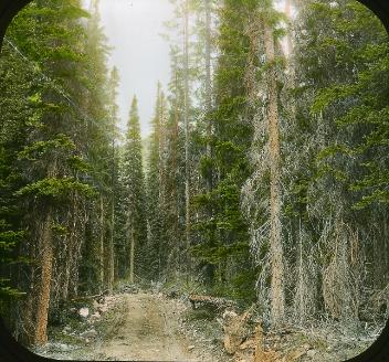 Route menant au lac Louise, Alb., vers 1910