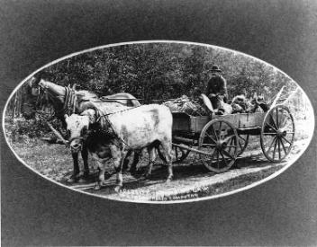 La nécessité ne connaît pas de loi, attelage formé d'un boeuf et d'un cheval, Alb., vers 1890
