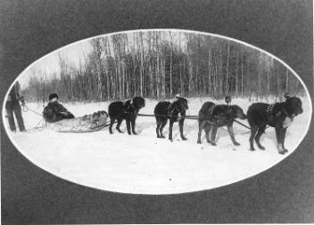 Alf Hutchins' dog team, AB, about 1890