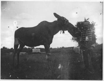 Moose with unidentified man in uniform, near Drummondville, QC, about 1895