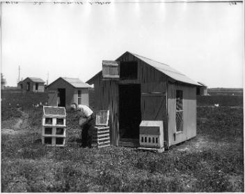 Colony house and trap nest, poultry, MacDonald College, Ste. Anne de Bellevue, QC, 1908