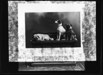 Mrs. Hamilton's dogs, Montreal, QC, 1890