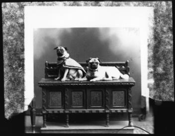 Mrs. Hamilton's dogs, Montreal, QC, 1890