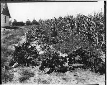 Vegetables growing, north of Brooks, AB, about 1920