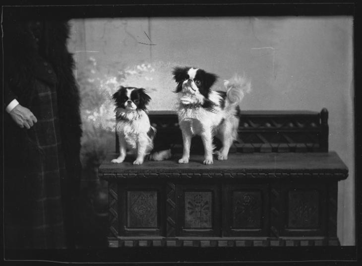 Les chiens de Mlle Hamilton, Montréal, QC, 1893