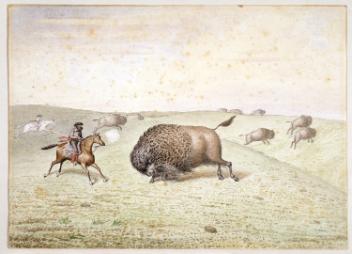 William Hind meeting a buffalo
