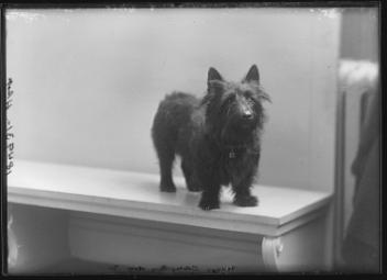 Miss Clouston's dog, Montreal, QC, 1911