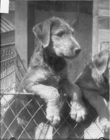 Dog, copied for Mrs. George R. Caverhill in 1924